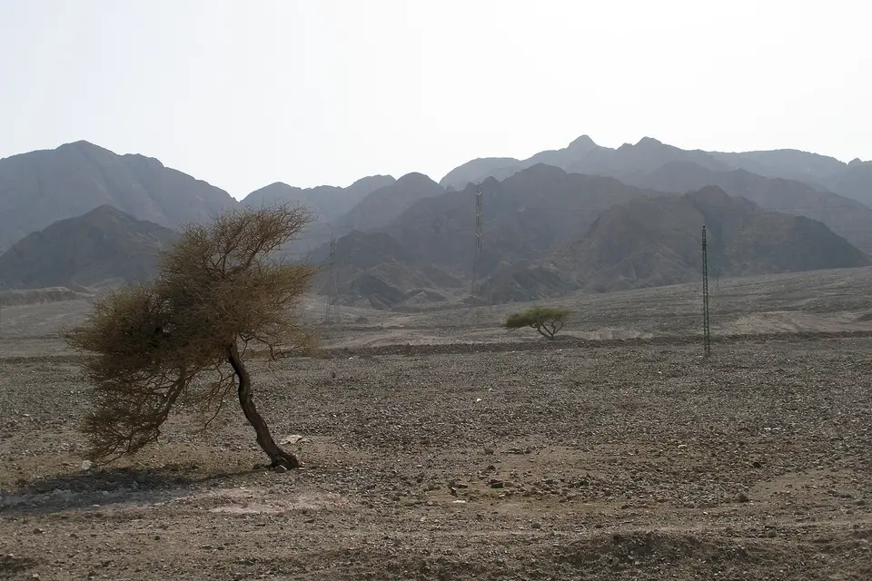 نويبع