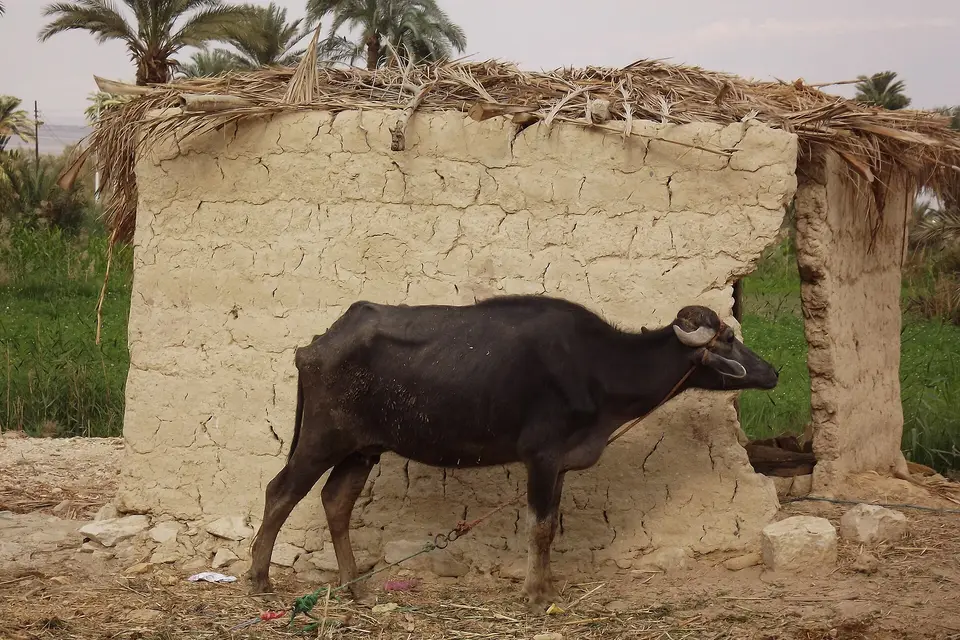 الفيوم (تونس ووادي الريان)